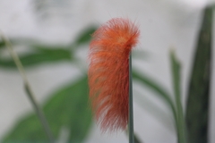 Megalopyge albicollis