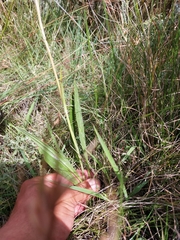 Senecio discodregeanus