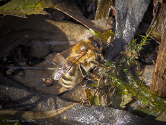 Apis mellifera