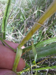 Senecio discodregeanus