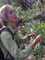 Ptelea trifoliata mollis