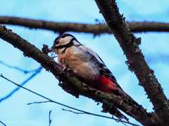 Dendrocopos major