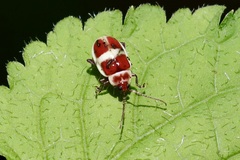 Asphaera discicollis