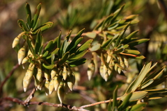 Conostephium pendulum