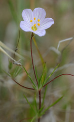Leptosiphon liniflorus