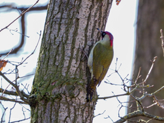 Picus viridis