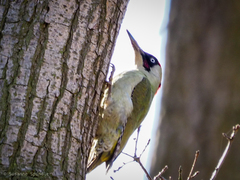Picus viridis