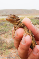 Tarentola angustimentalis