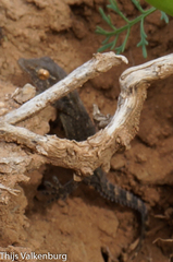 Tarentola angustimentalis