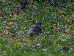 Turdus pilaris