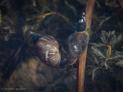 Lymnaea stagnalis