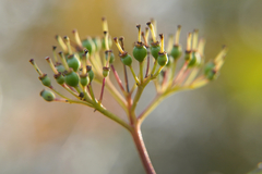 Cornus sanguinea