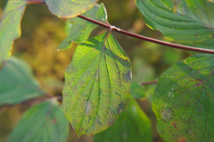 Cornus sanguinea