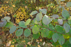 Cornus sanguinea