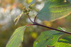 Cornus sanguinea