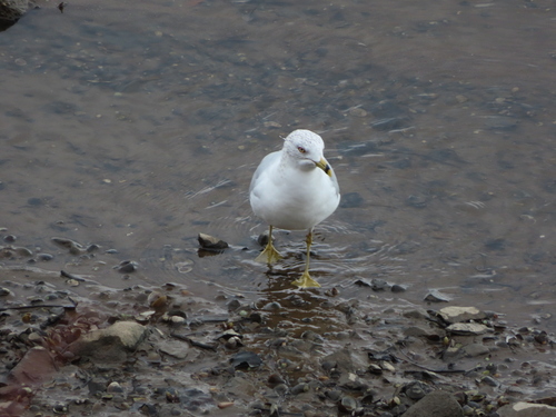 Ring-billed Gull photographed in Pennsylvania