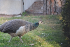 Pavo cristatus