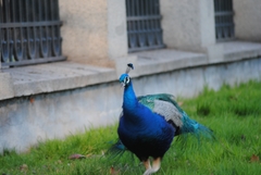 Pavo cristatus