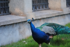Pavo cristatus
