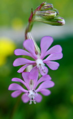 Silene colorata
