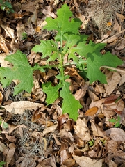 Image of Smallanthus uvedalia