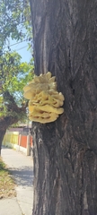Laetiporaceae