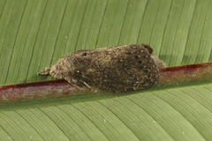 Euglyphis melancholica