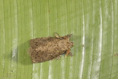 Euglyphis melancholica