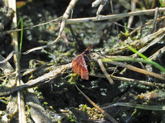 Leptostales rubromarginaria