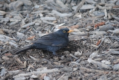 Turdus merula