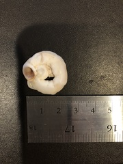 Thylacodes variabilis