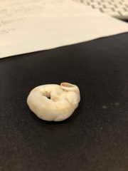 Thylacodes variabilis