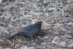 Turdus merula