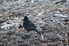 Turdus merula