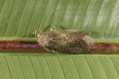 Euglyphis melancholica