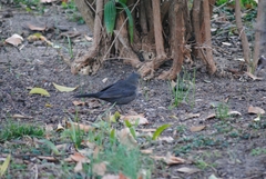 Turdus merula