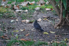 Turdus merula