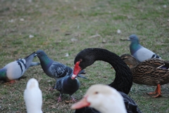 Cygnus atratus