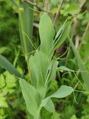 Lathyrus ochrus