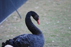 Cygnus atratus