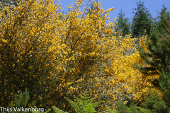 Cytisus striatus image