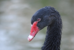 Cygnus atratus