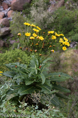Shrubby Sow Thistle