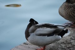 Anas platyrhynchos