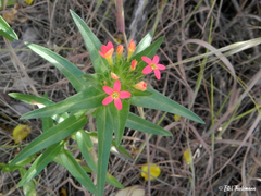 Collomia biflora