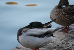 Anas platyrhynchos