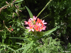 Collomia biflora
