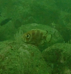 Pristigenys serrula