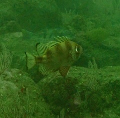 Pristigenys serrula