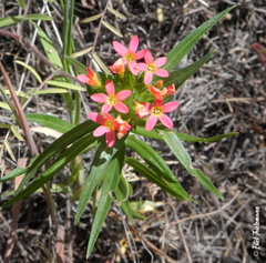 Collomia biflora